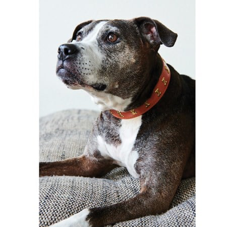 Creative Coop Leather Dog Collar Medium